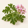 Geranium