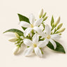 Jasmine