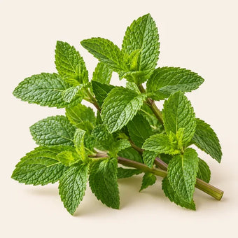 Mint
