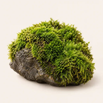 Moss