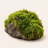 Moss