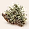 Oakmoss