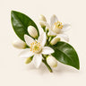 Orange Blossom