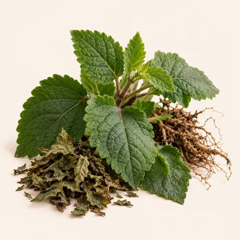 Patchouli