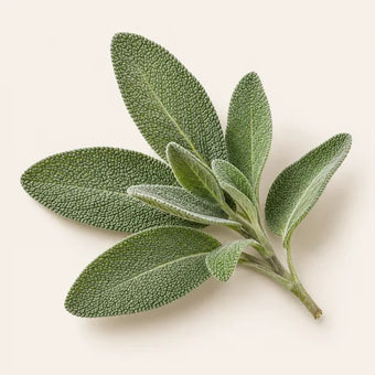 Sage