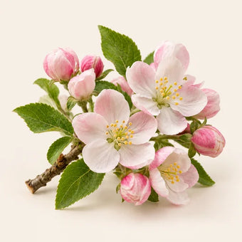 Apple Blossom