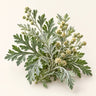 Artemisia