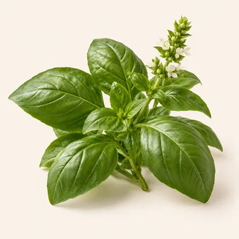 Basil
