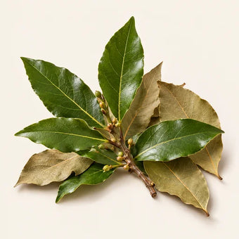 Bay Leaf