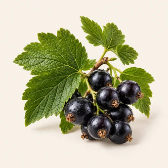 Blackcurrant Leaf