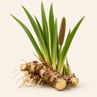 Calamus