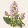 Clary Sage