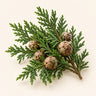 Cypress