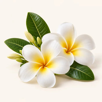 Frangipani