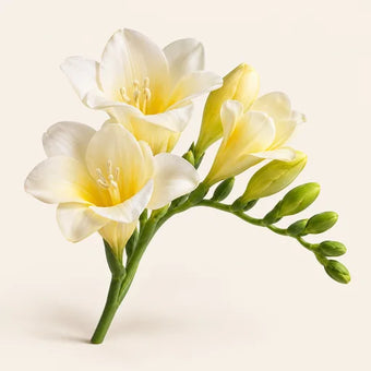 Freesia