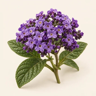 Heliotrope
