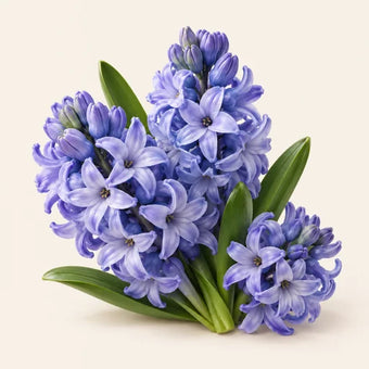 Hyacinth