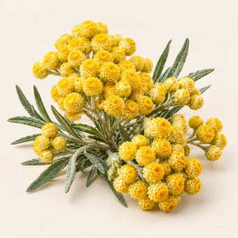 Immortelle