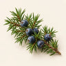 Juniper