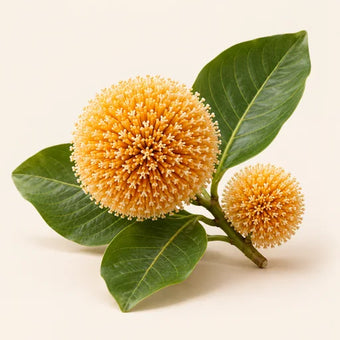Kadam Flower