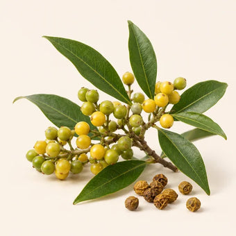Litsea Cubeba