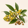 Litsea Cubeba