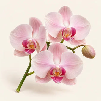 Orchid
