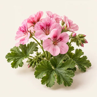 Rose Geranium