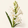 Tuberose