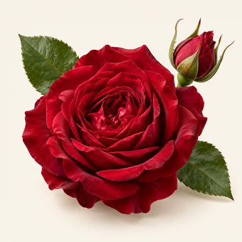 Turkey Red Rose