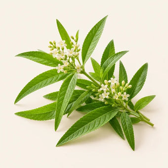 Verbena