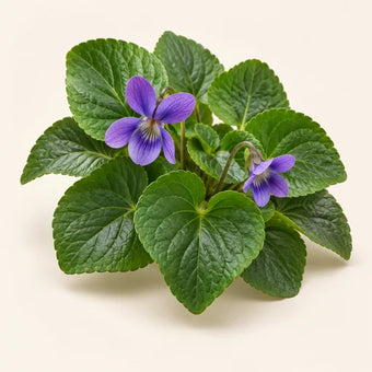 Violet Leaf
