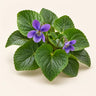 Violet Leaf
