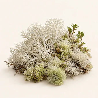 White Moss