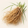 Vetiver