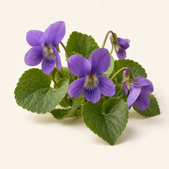Violet