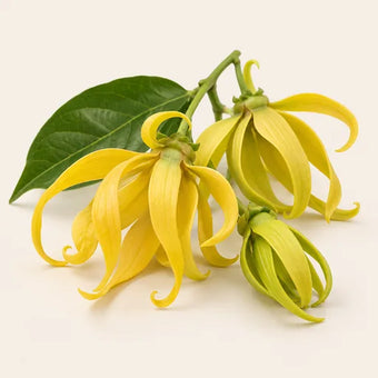 Ylang Ylang